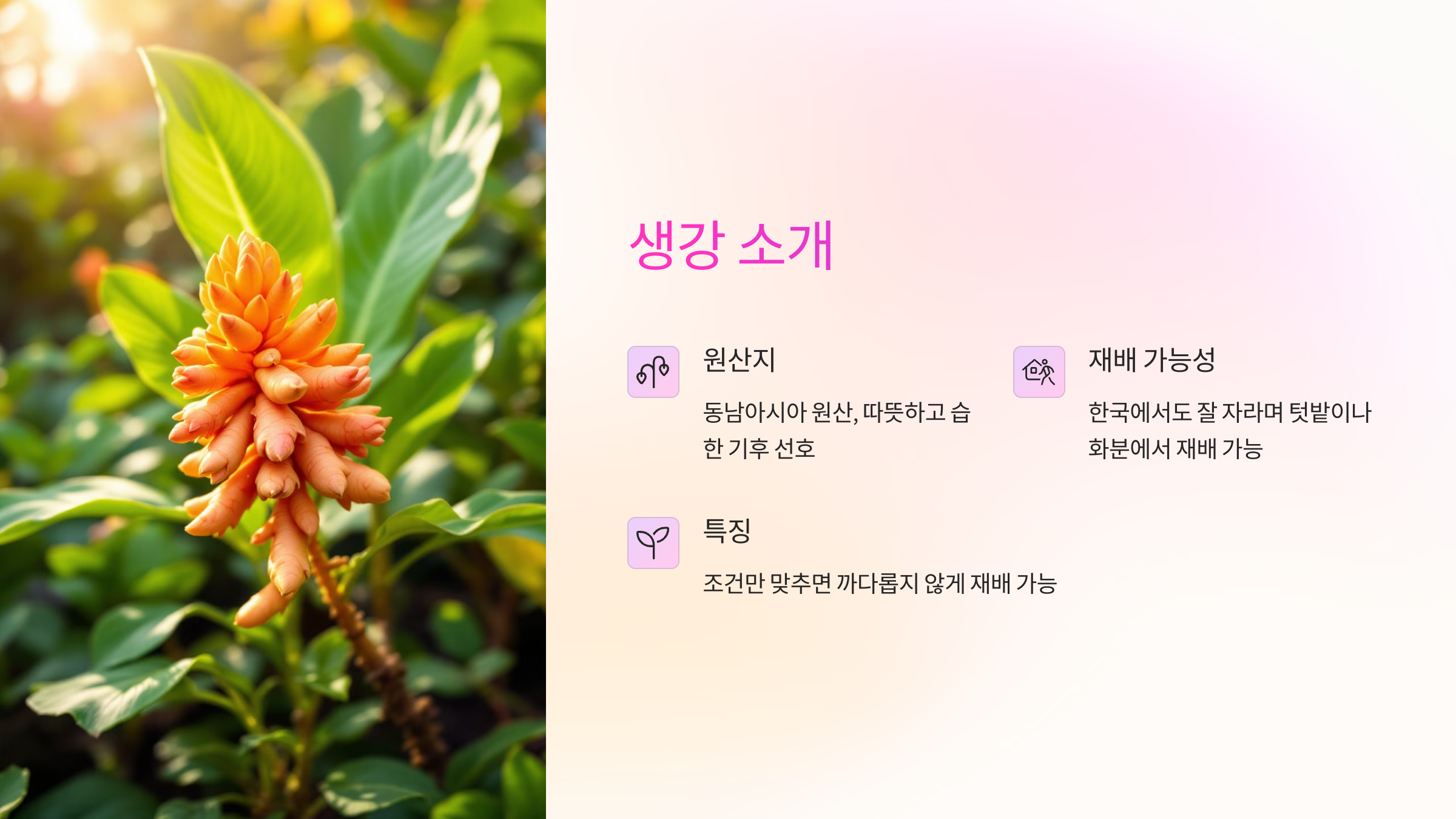생강 소개