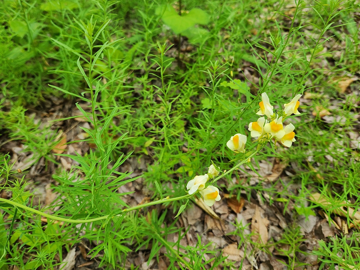 리나리아(애기금어초)