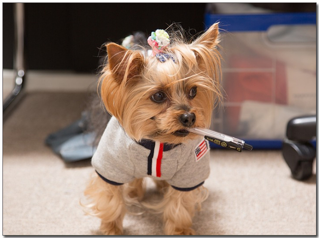 물고있는 요크셔테리어