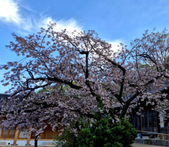 서산 개심사 겹벚꽃·청벚꽃 개화상황