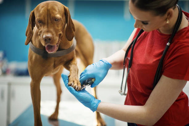 반려동물 성향별 발톱깎이 선택법