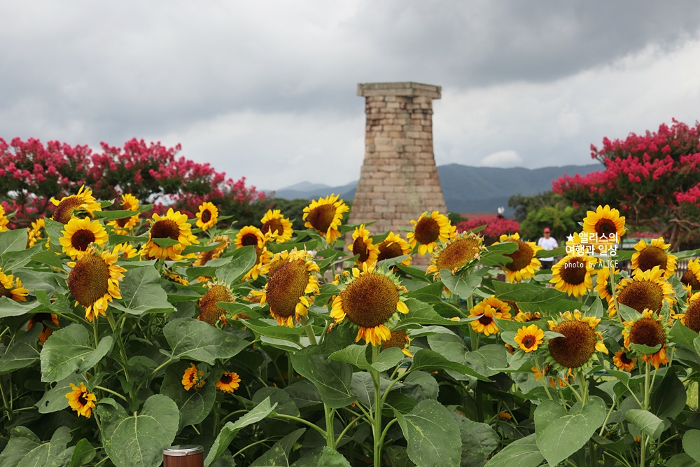 경주 해바라기 명소 , 경주 해바라기 밭 위치 모음, 7~8월 경주 여름 가볼만한곳, 첨성대