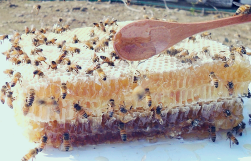 프로폴리스 효능