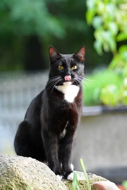 새끼고양이 질병 사료 접종_1
