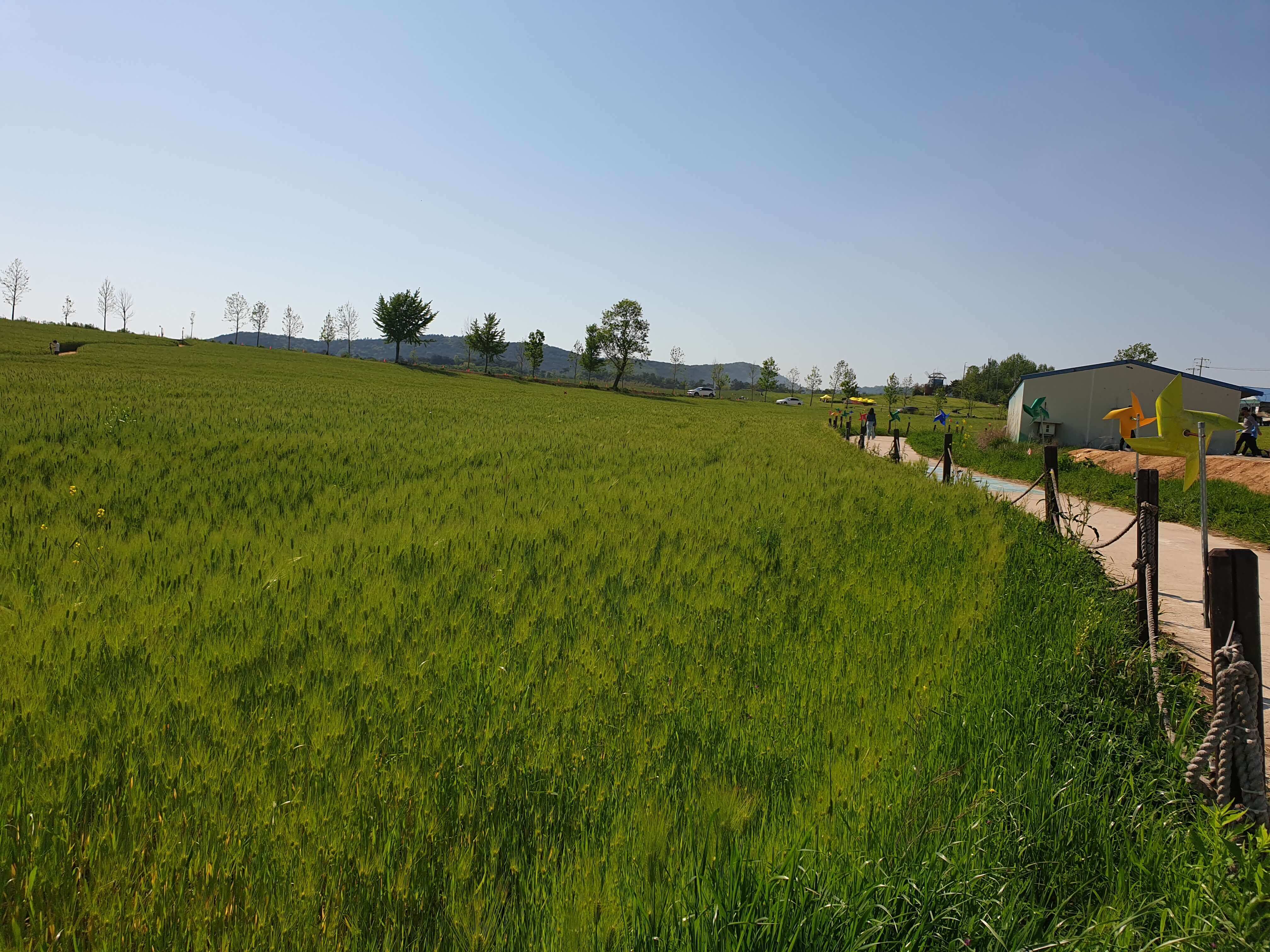 고창 학원농장 청보리밭