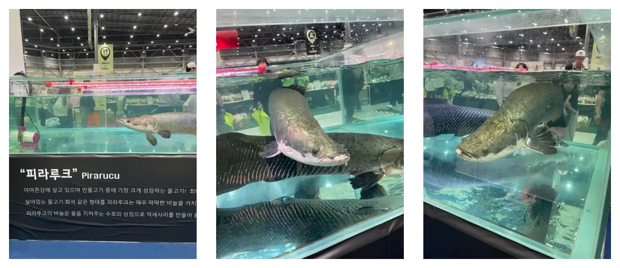 분양가 1천만원 도마뱀, 도대체 뭐가 다를까?