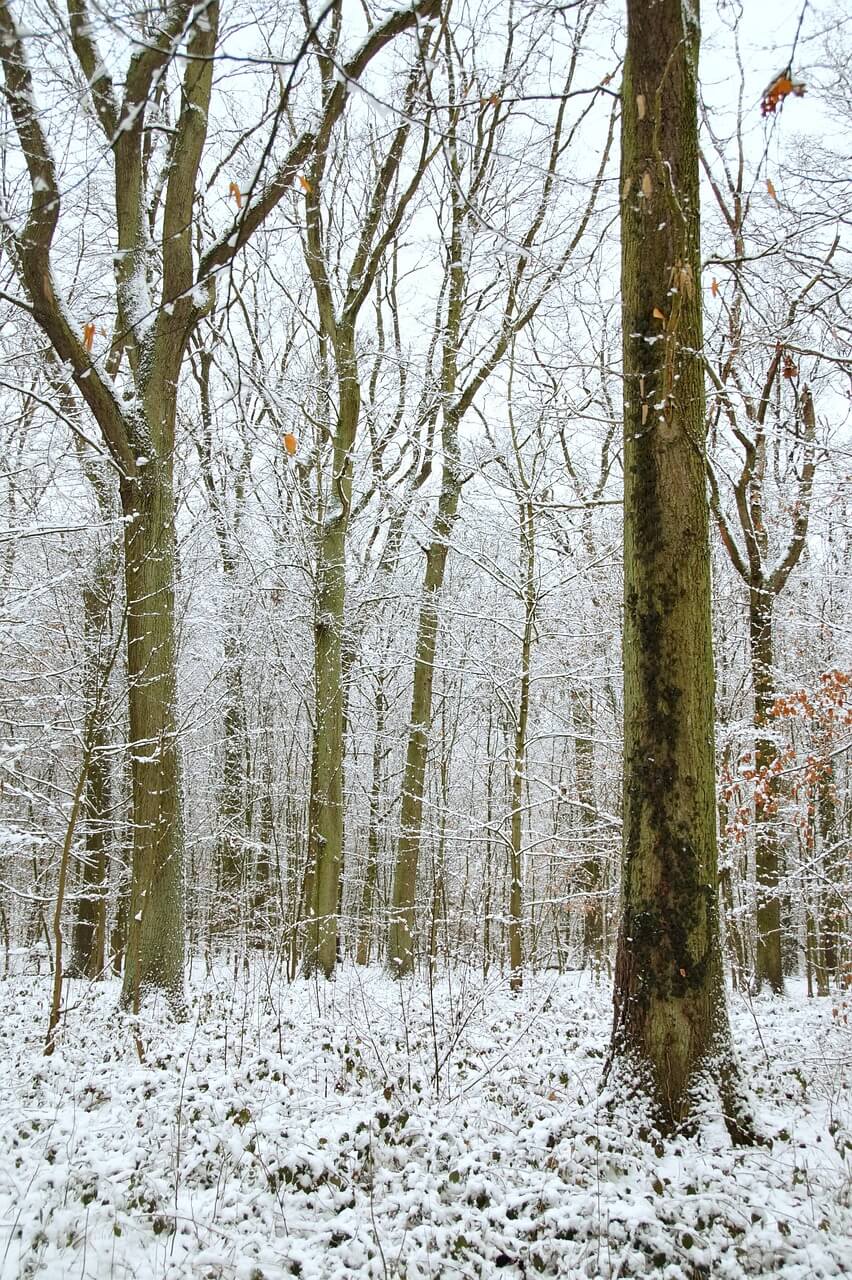 2025년 임업직불금 신청 방법 신청 대상 절차