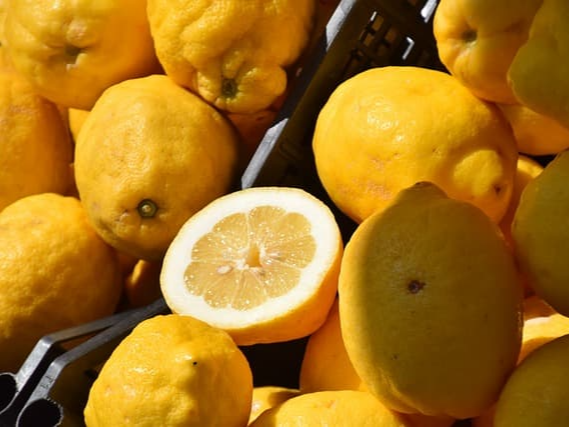 레몬즙 자체 농장