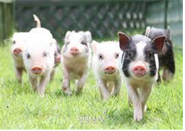 새끼돼지들이 들판에서 앞으로 뛰는 사진