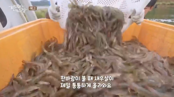 한국인의밥상-팔금도-흰다리새우