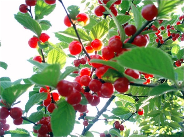 앵두 효능 11가지 알아본다면