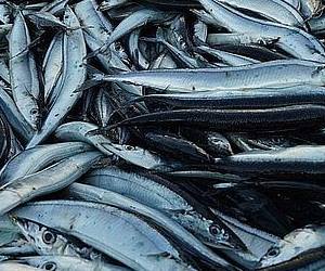 혈관에 좋은 음식 꽁치