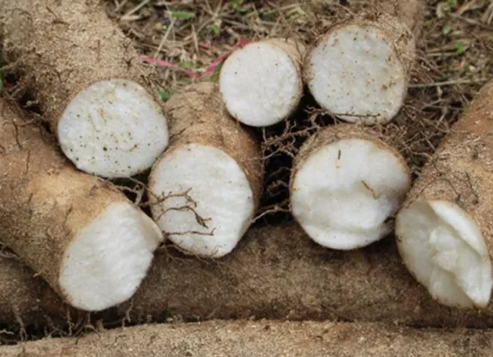 마 효능 보관법 먹는법 마즙 만들기까지 종합 가이드_5