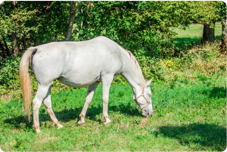 풀을 뜯고 있는 말의 모습