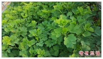 방풍나물 재배 모종 심기 바람막이 설치 생육 관리_4