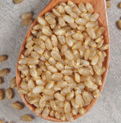 쌀종류-발아현미