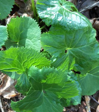 봄나물 특징 효능 요리법