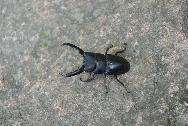 장뇌축과 면역 신호: 염증 반응과 연관될 수 있는 연결 구조