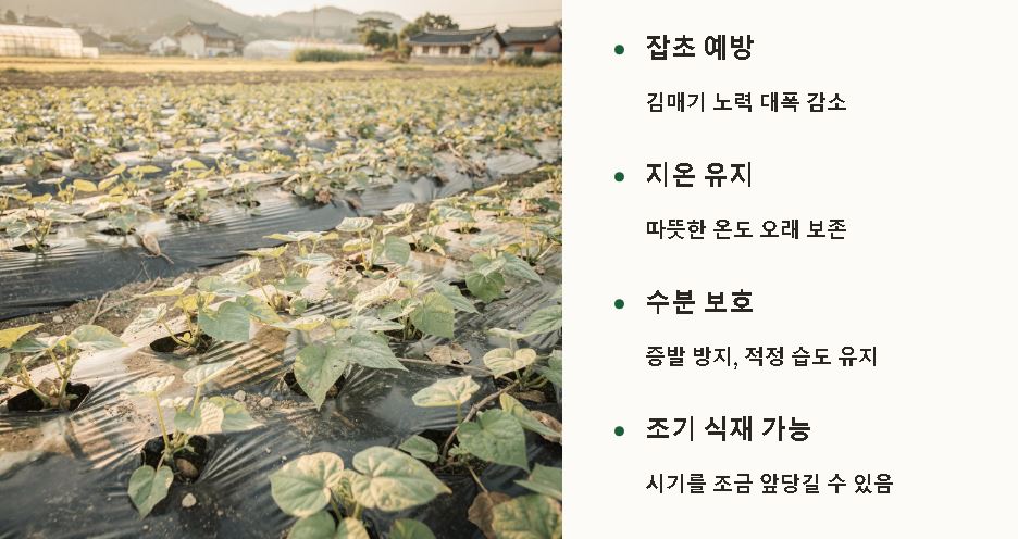 고구마 심는 시기