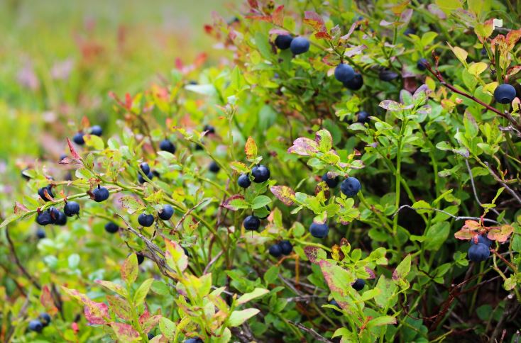 지투지바이오,경제,면역항암제