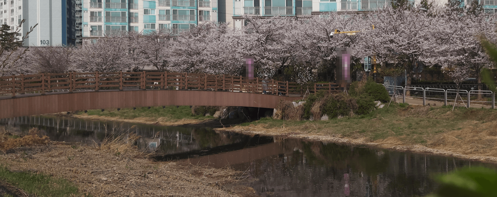 논 옆 수로에 핀 벚꽃