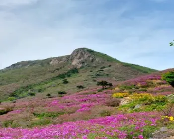황매산 철쭉축제_14