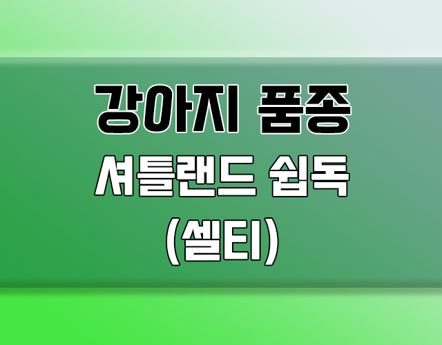 셔틀랜드 쉽독(셀티)