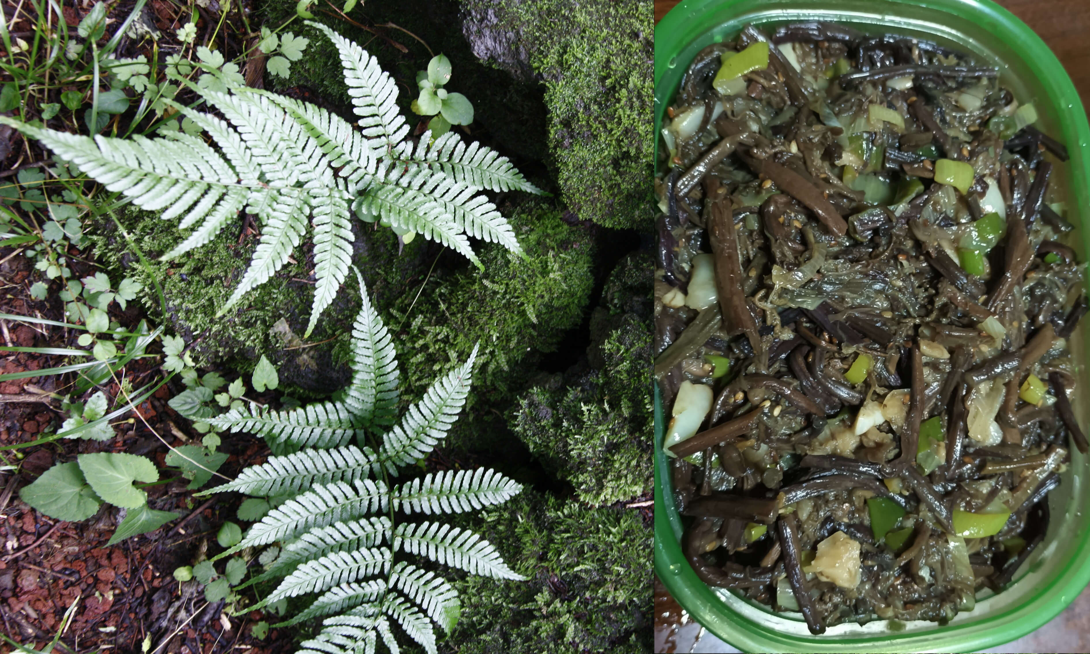 고사리. 고사리나물볶음