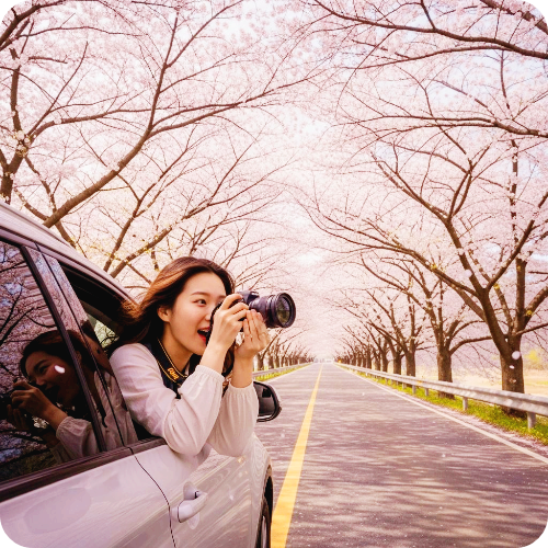 가평 삼회리 북한강 벚꽃길 무료 주차 한적한 봄 드라이브