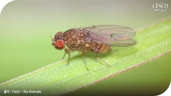 초파리 없애는 방법 효과 만점 초파리 트랩 만들기_12