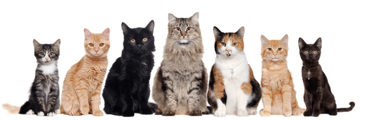 새끼고양이 사료 추천