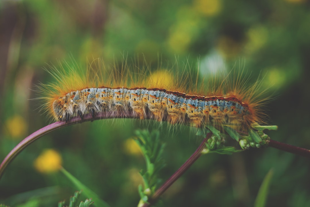Caterpillar