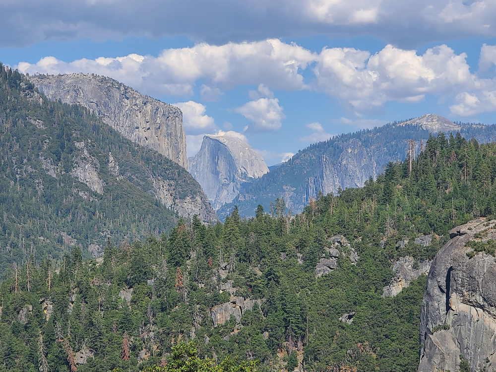 요세미티국립공원의 곰