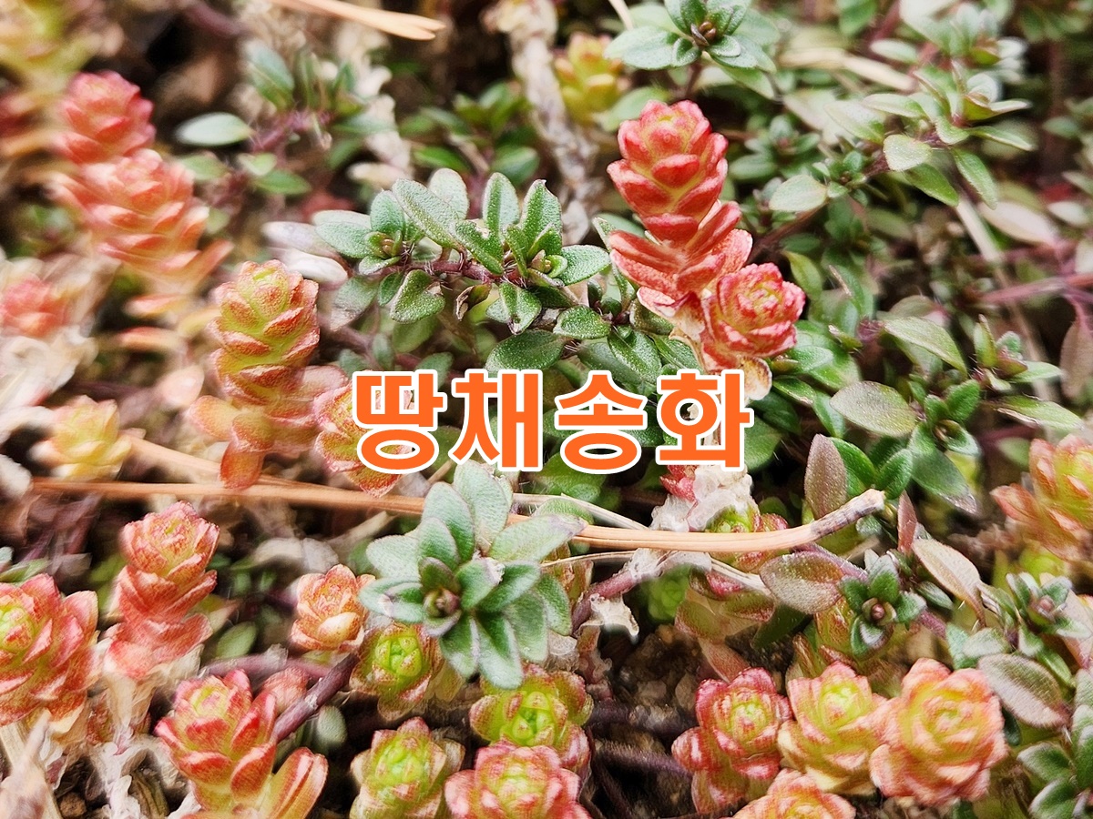 땅채송화
