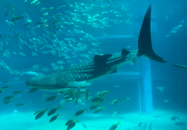 오사카 여행 코스