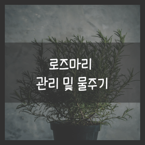 로즈마리 관리 및 물주기