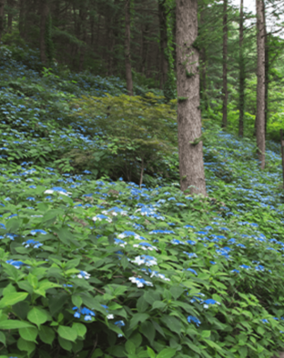 아침고요수목원 수국 전시회 일정 주차 정보 포토존 즐길거리