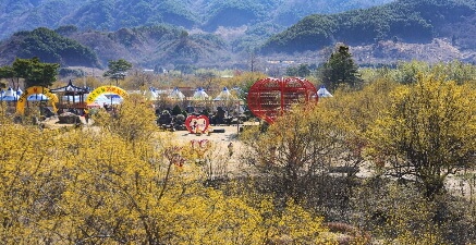 2025 구례 산수유꽃축제 