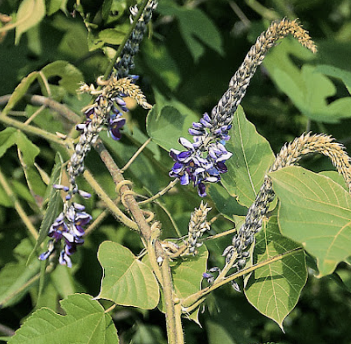 칡 효능 부작용