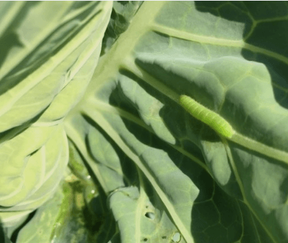 김장 배추 모종 심는 시기