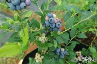 블루베리 재배 산도 조절 피트모스 혼합 여름 관수_3