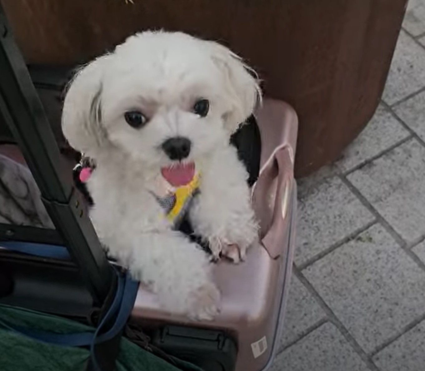 명동 성당 앞에서 라떼 사진