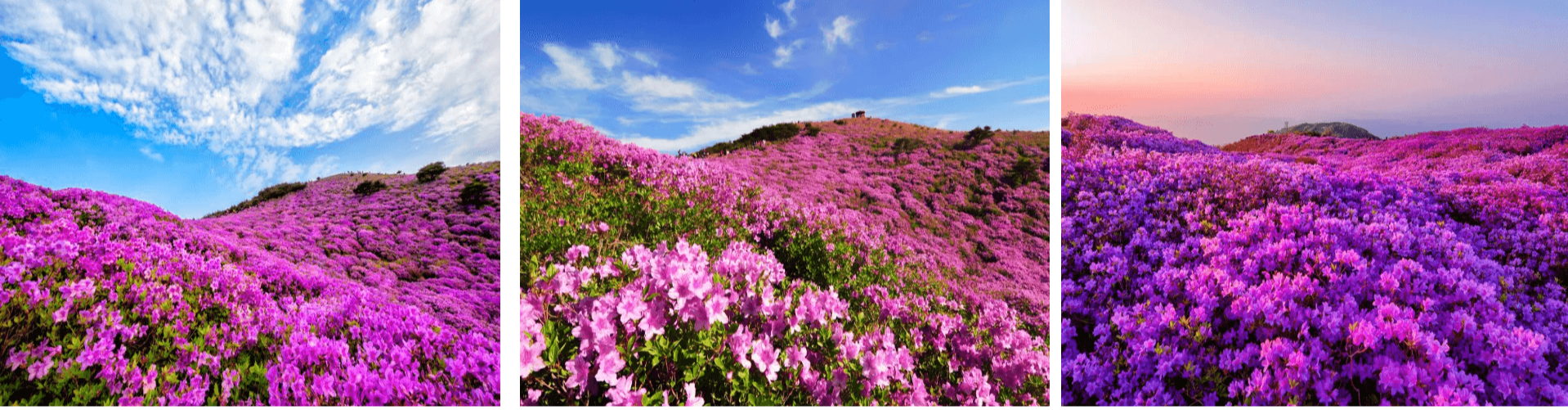 황매산철쭉 등산코스
