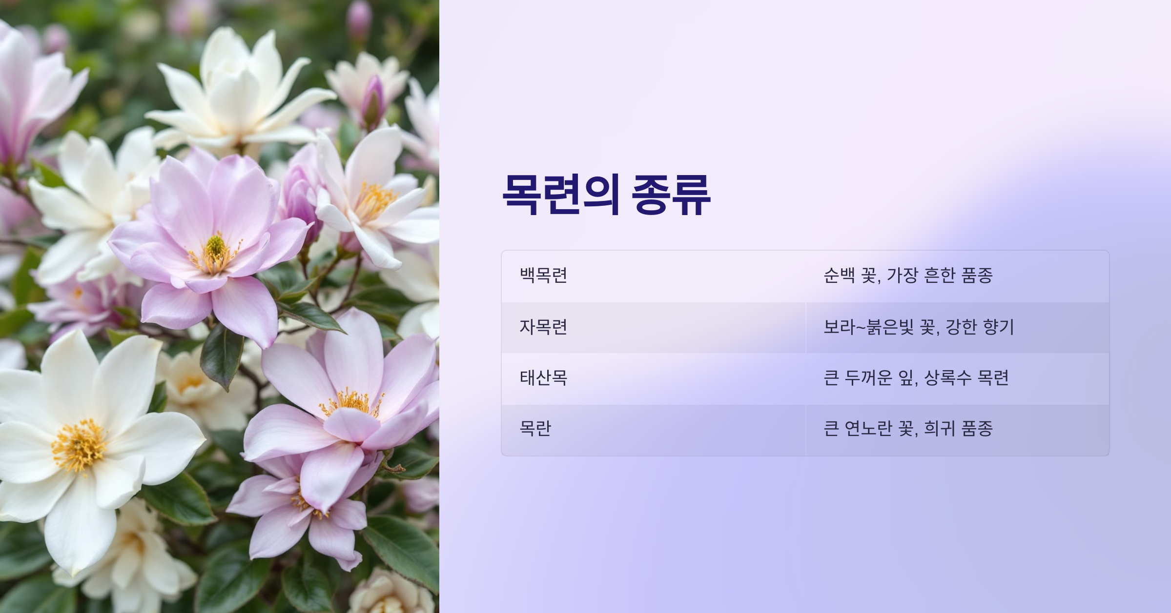 목련 사진