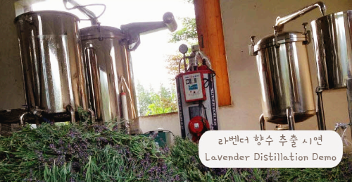 라벤더 향수 추출 시연