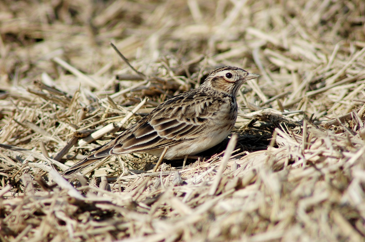 둥지에 앉아있는 종다리 오른쪽 옆 모습