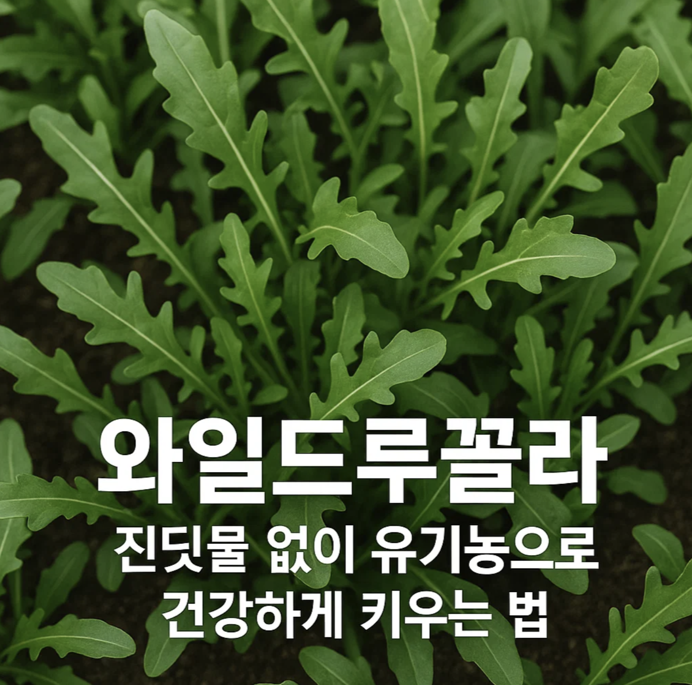 와일드루꼴라, 진딧물 없이 유기농으로 건강하게 키우는 법