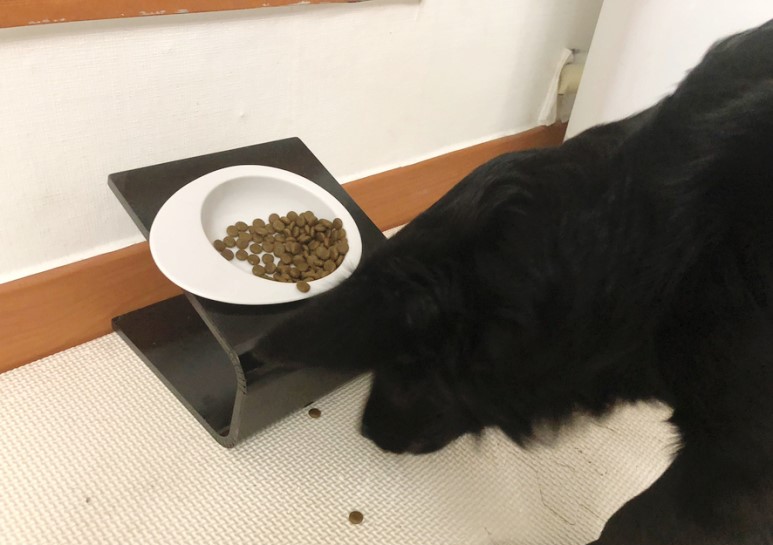 강아지사료 추천 ANF사료 더블미트 소고기 포 독