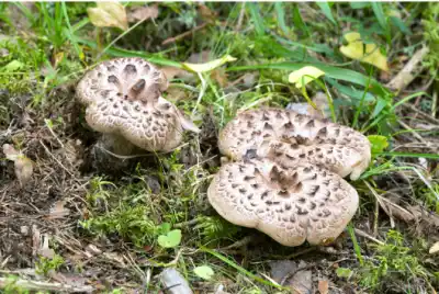 국산 능이버섯 가격 및 효능,채취시기