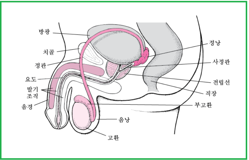 남성 생식기관